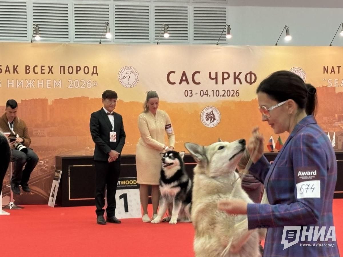 «Котопсы», чемпион и домашние лисы: чем удивил «Зоомир» в Нижнем Новгороде