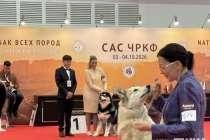 «Котопсы», чемпион и домашние лисы: чем удивил «Зоомир» в Нижнем Новгороде